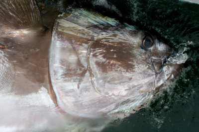 Tuna product photo. Taken fresh on a local BC fishing boat.