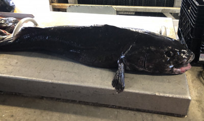 Black Cod product photo. Taken fresh on a local BC fishing boat.
