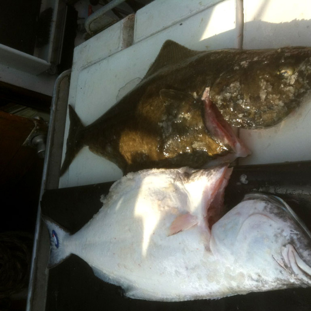 halibut-2.jpg