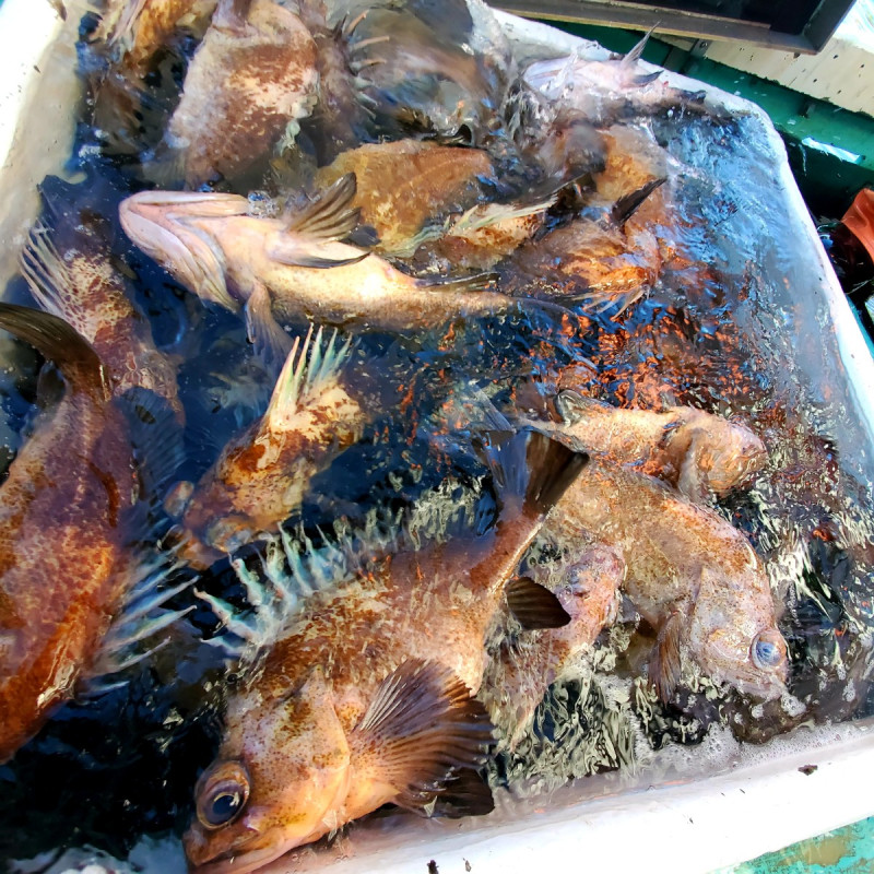 Rock Cod - Highline Fishing - Fresh Fish in Campbell River, BC