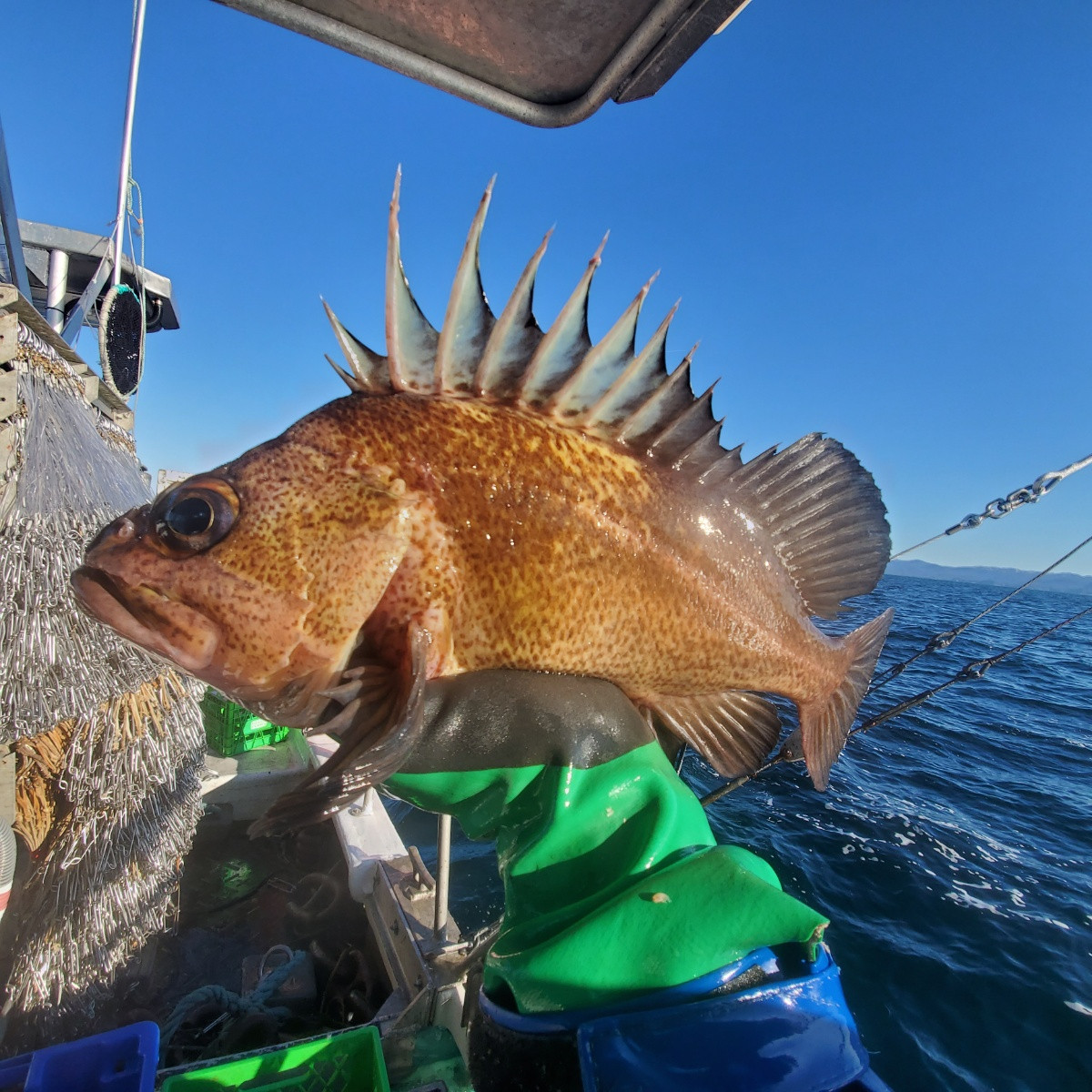 picture-of-rockfish-quillback.jpeg