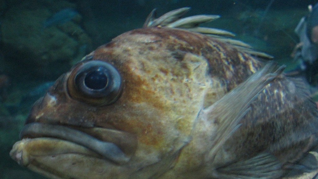 Rock fish