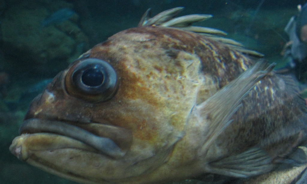 Rock Cod product photo.