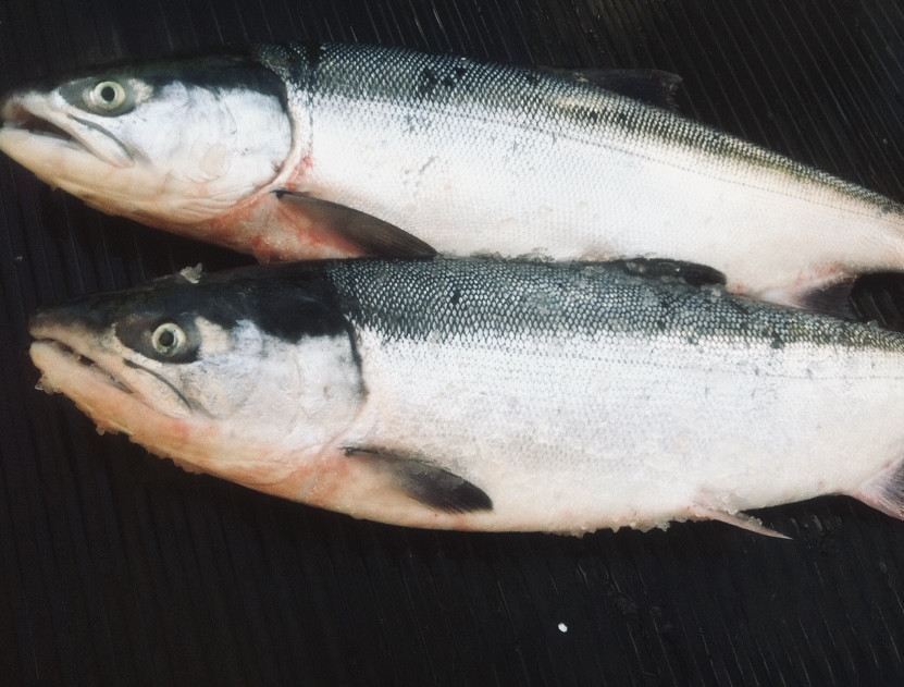 Salmon product photo.