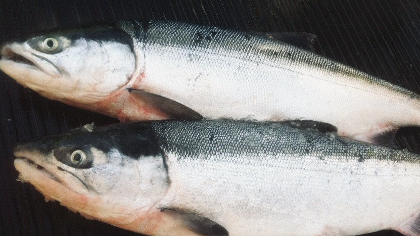 Two fresh salmon