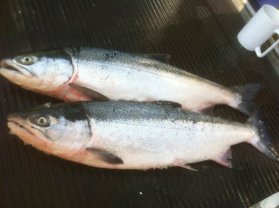 Salmon product photo. Taken fresh on a local BC fishing boat.